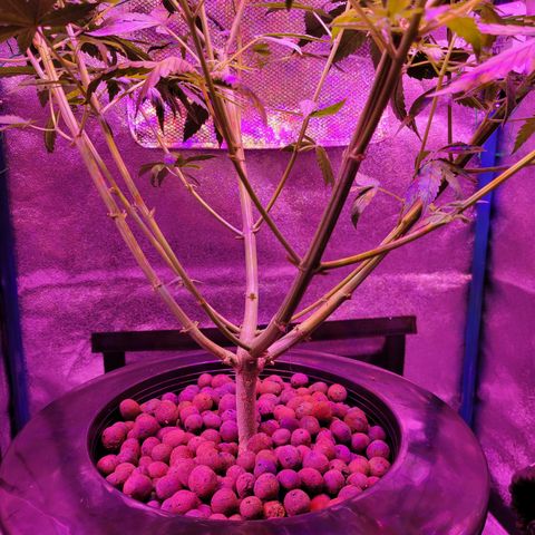 RoMelly growlog timeline photo