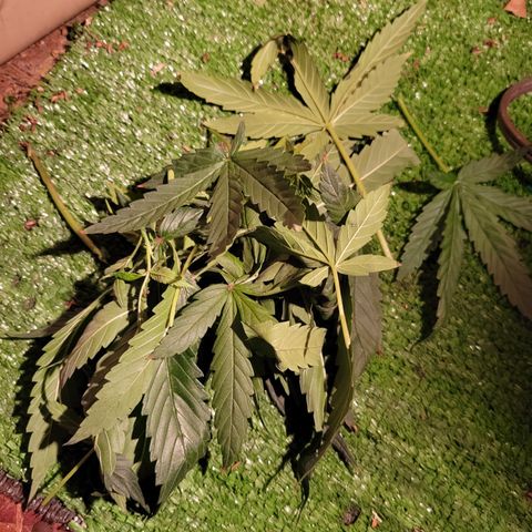 RoMelly growlog timeline photo