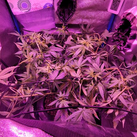 RoMelly growlog timeline photo