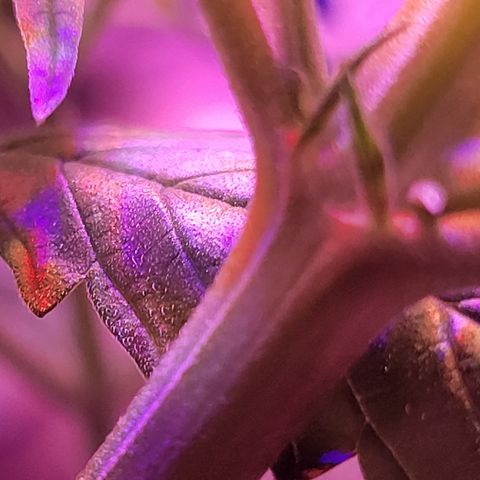 RoMelly growlog timeline photo