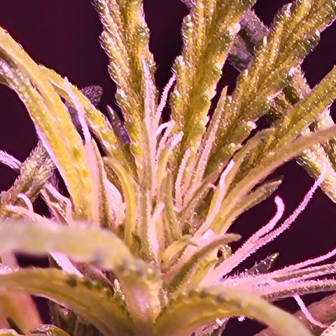 RoMelly growlog timeline photo