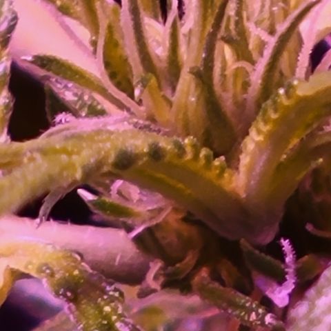 RoMelly growlog timeline photo