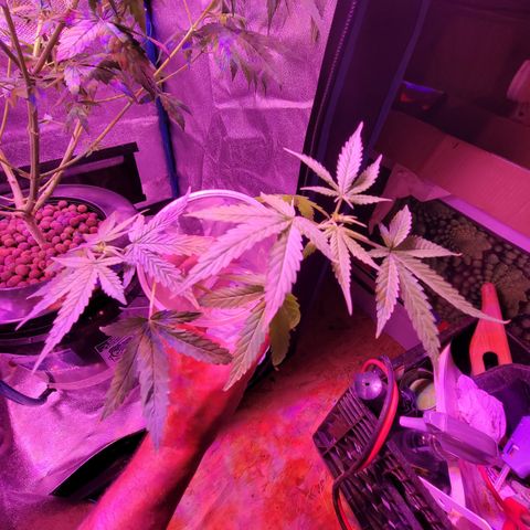 RoMelly growlog timeline photo