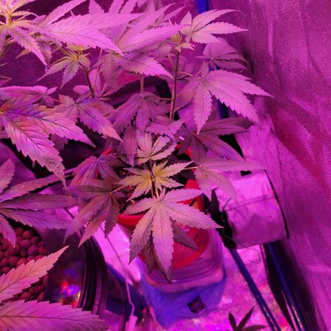 RoMelly growlog timeline photo