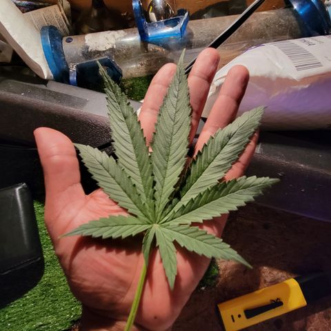 RoMelly growlog timeline photo