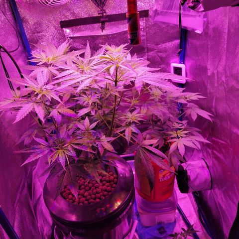 RoMelly growlog timeline photo