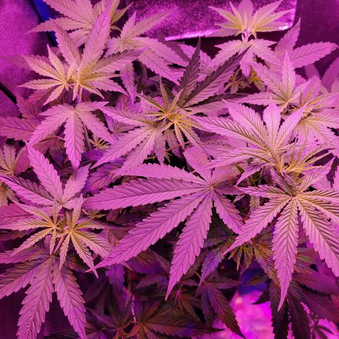 RoMelly growlog timeline photo