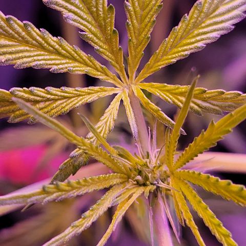RoMelly growlog timeline photo