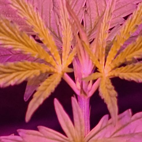 RoMelly growlog timeline photo