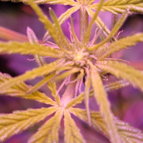 RoMelly growlog timeline photo