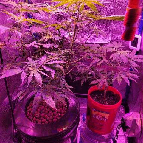 RoMelly growlog timeline photo