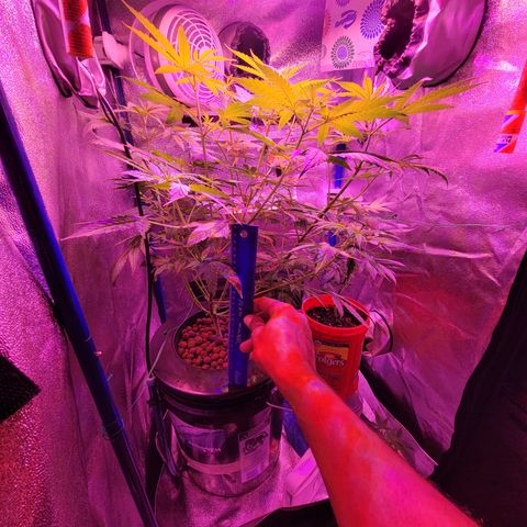 RoMelly growlog timeline photo