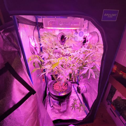 RoMelly growlog timeline photo
