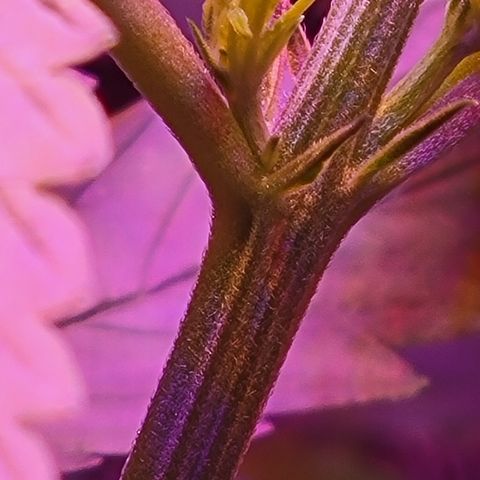 RoMelly growlog timeline photo