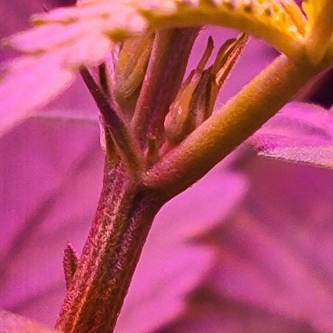 RoMelly growlog timeline photo