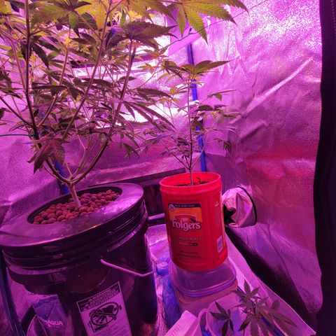 RoMelly growlog timeline photo