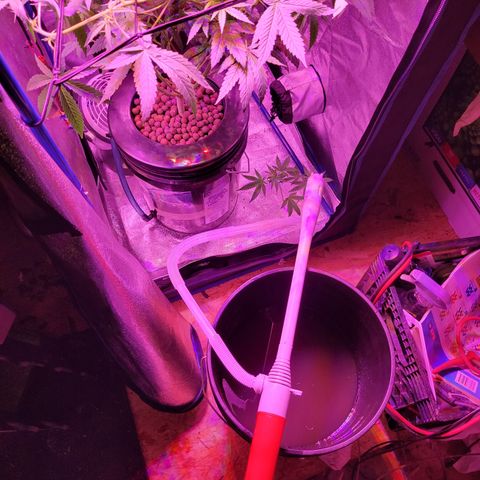 RoMelly growlog timeline photo