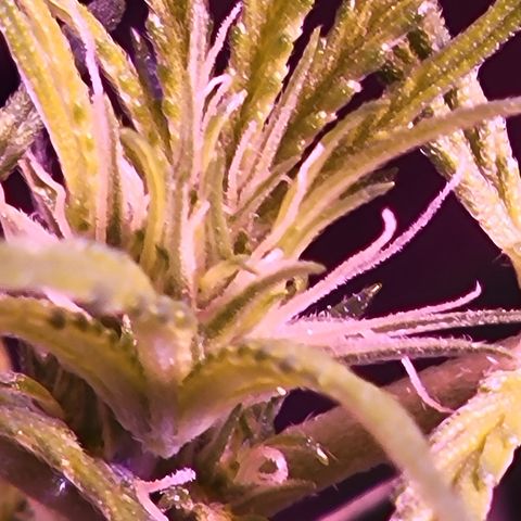 RoMelly growlog timeline photo