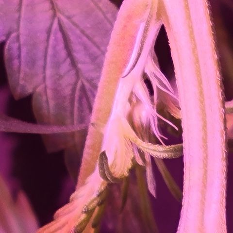 RoMelly growlog timeline photo