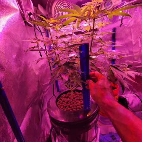 RoMelly growlog timeline photo