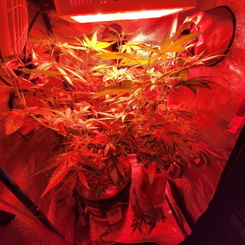 RoMelly growlog timeline photo