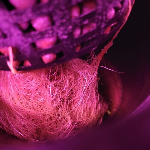 RoMelly growlog timeline photo
