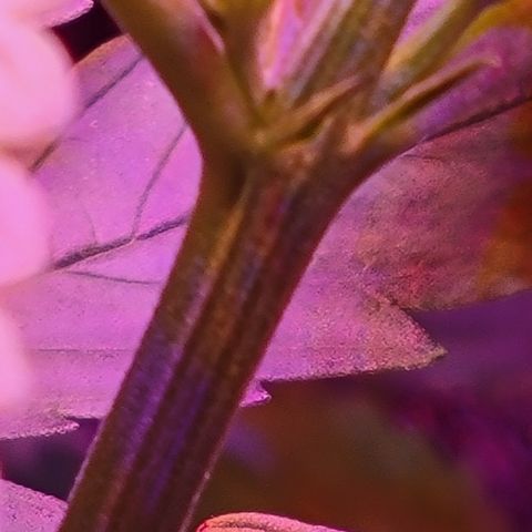 RoMelly growlog timeline photo