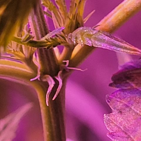 RoMelly growlog timeline photo