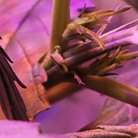 RoMelly growlog timeline photo