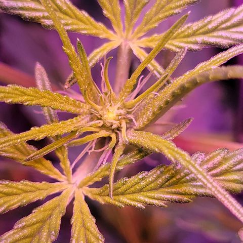 RoMelly growlog timeline photo