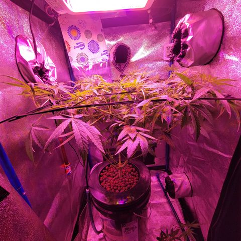 RoMelly growlog timeline photo