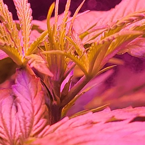 RoMelly growlog timeline photo