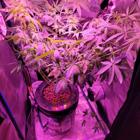 RoMelly growlog timeline photo