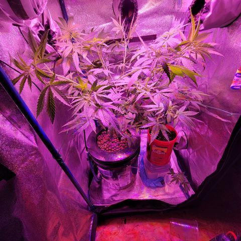 RoMelly growlog timeline photo