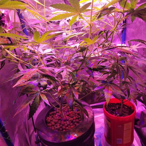 RoMelly growlog timeline photo