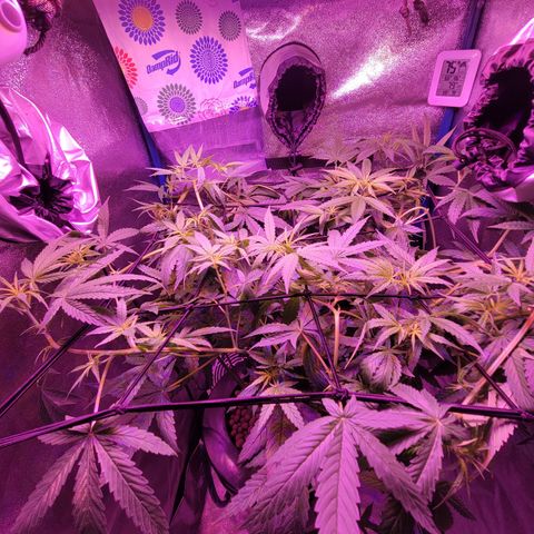 RoMelly growlog timeline photo