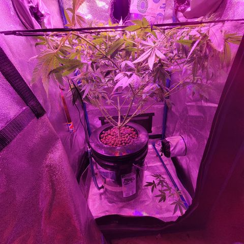 RoMelly growlog timeline photo