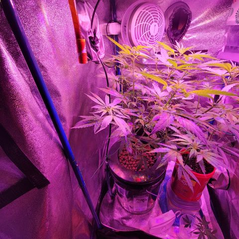 RoMelly growlog timeline photo