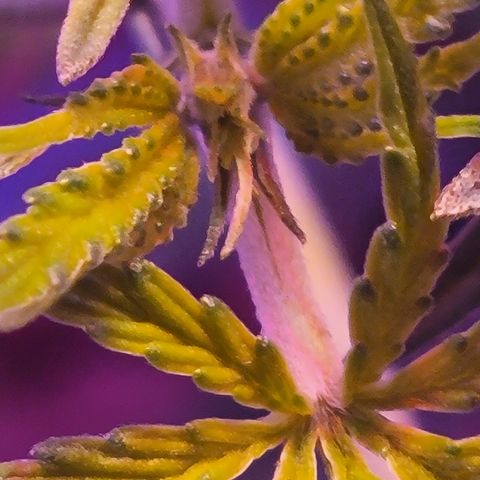 RoMelly growlog timeline photo
