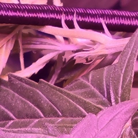 RoMelly growlog timeline photo