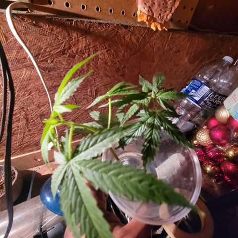 RoMelly growlog timeline photo