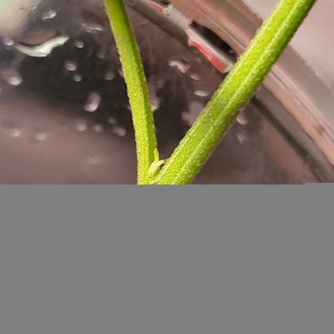 RoMelly growlog timeline photo