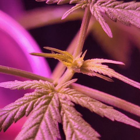 RoMelly growlog timeline photo
