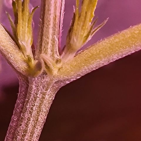 RoMelly growlog timeline photo
