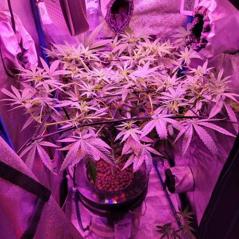 RoMelly growlog timeline photo