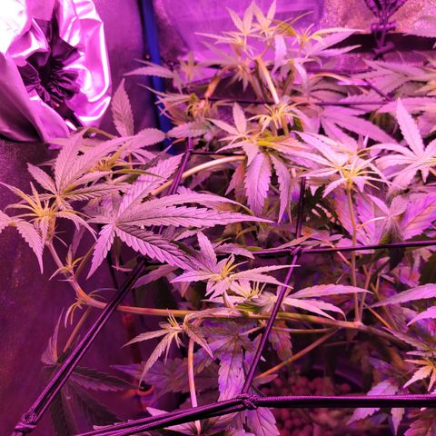 RoMelly growlog timeline photo