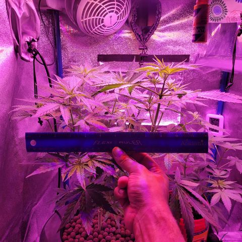 RoMelly growlog timeline photo