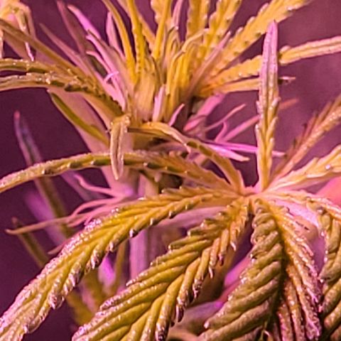 RoMelly growlog timeline photo