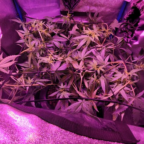 RoMelly growlog timeline photo