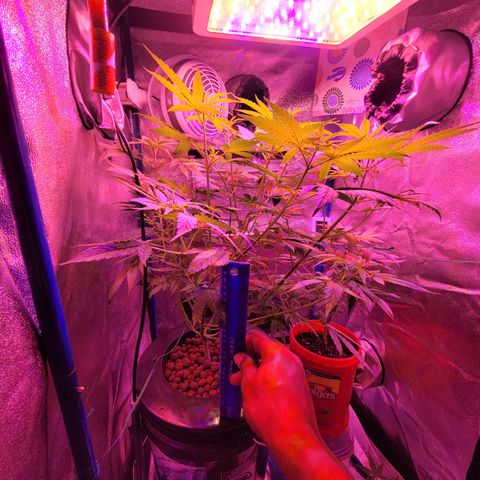 RoMelly growlog timeline photo